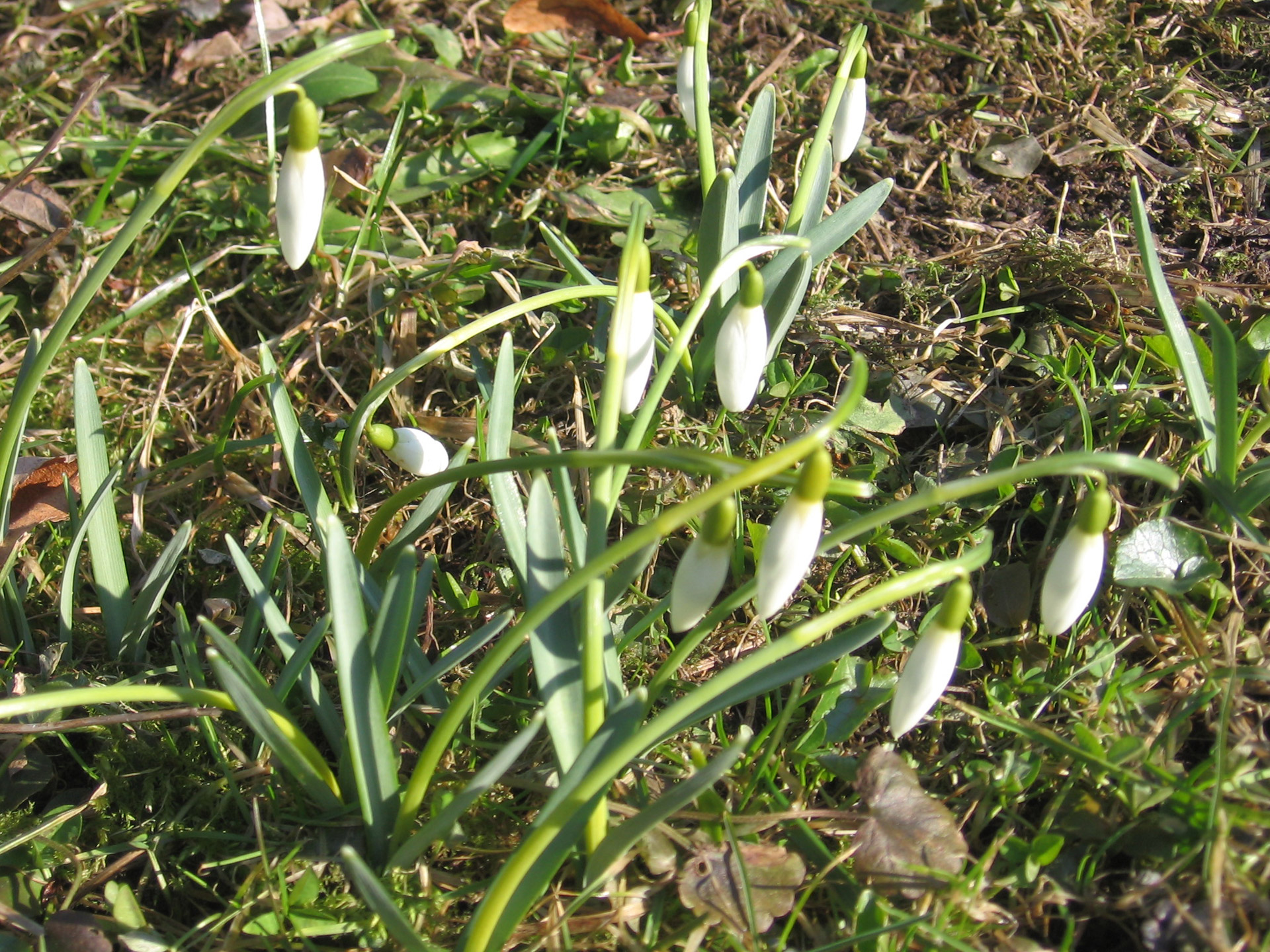 spring flowers snowdrops snowdrops free photo