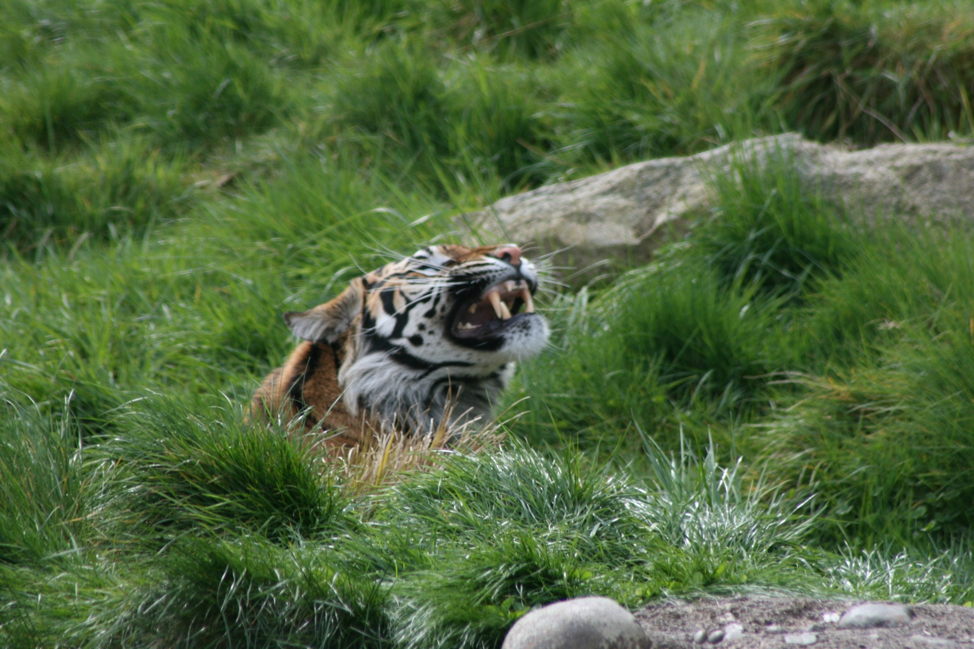 tiger laugh snicker free photo