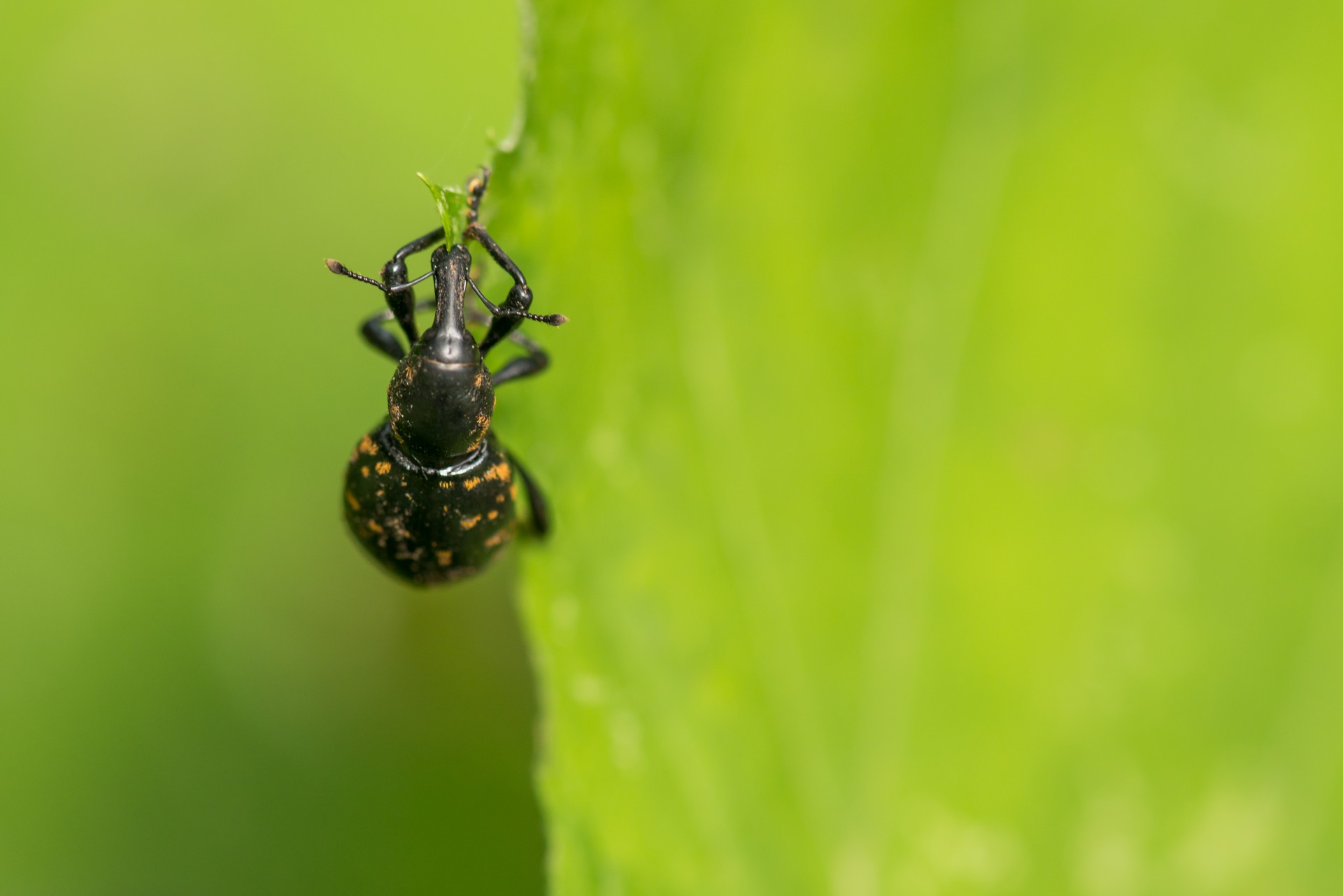 beetle insects nature free photo