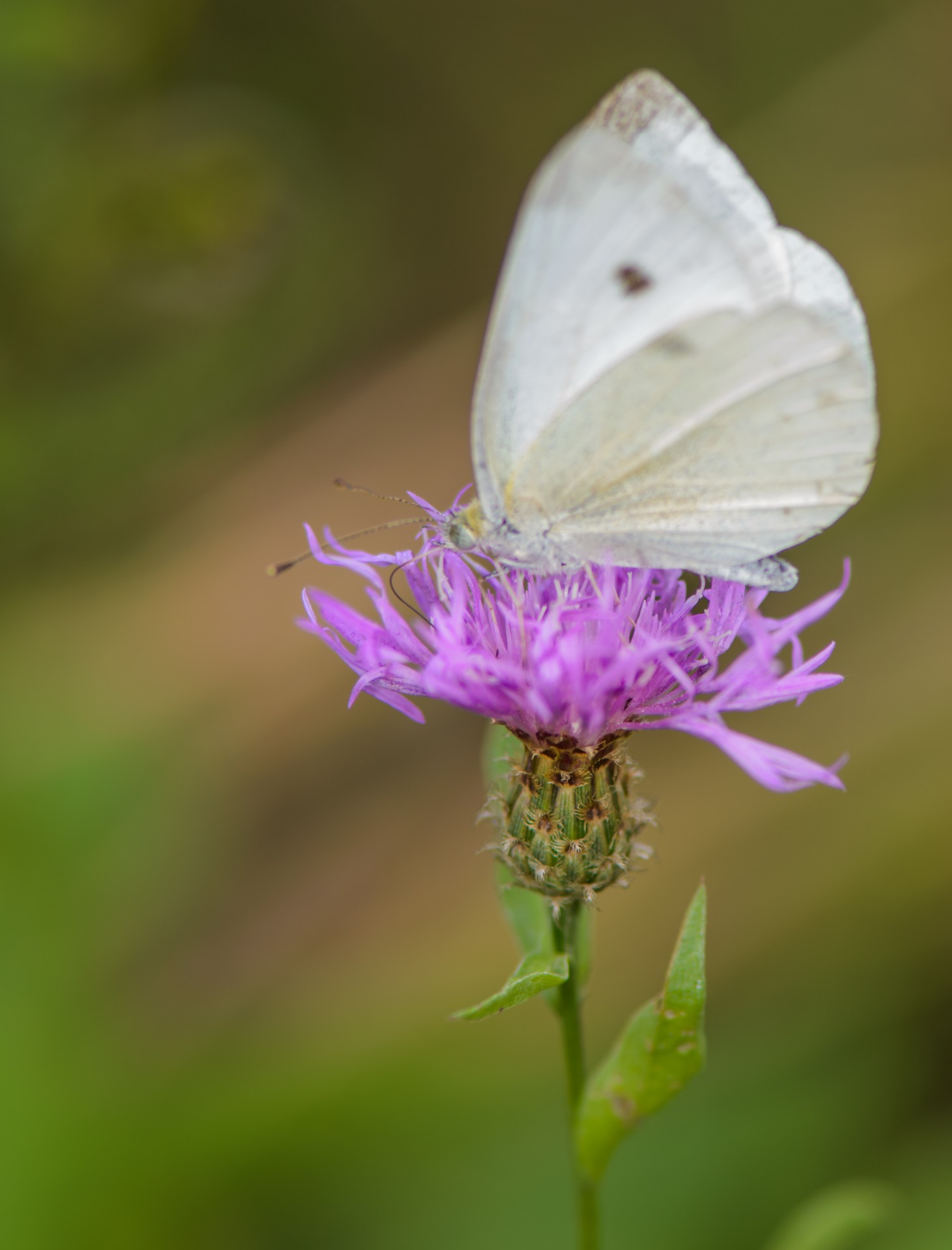 butterfly cabbage white white free photo