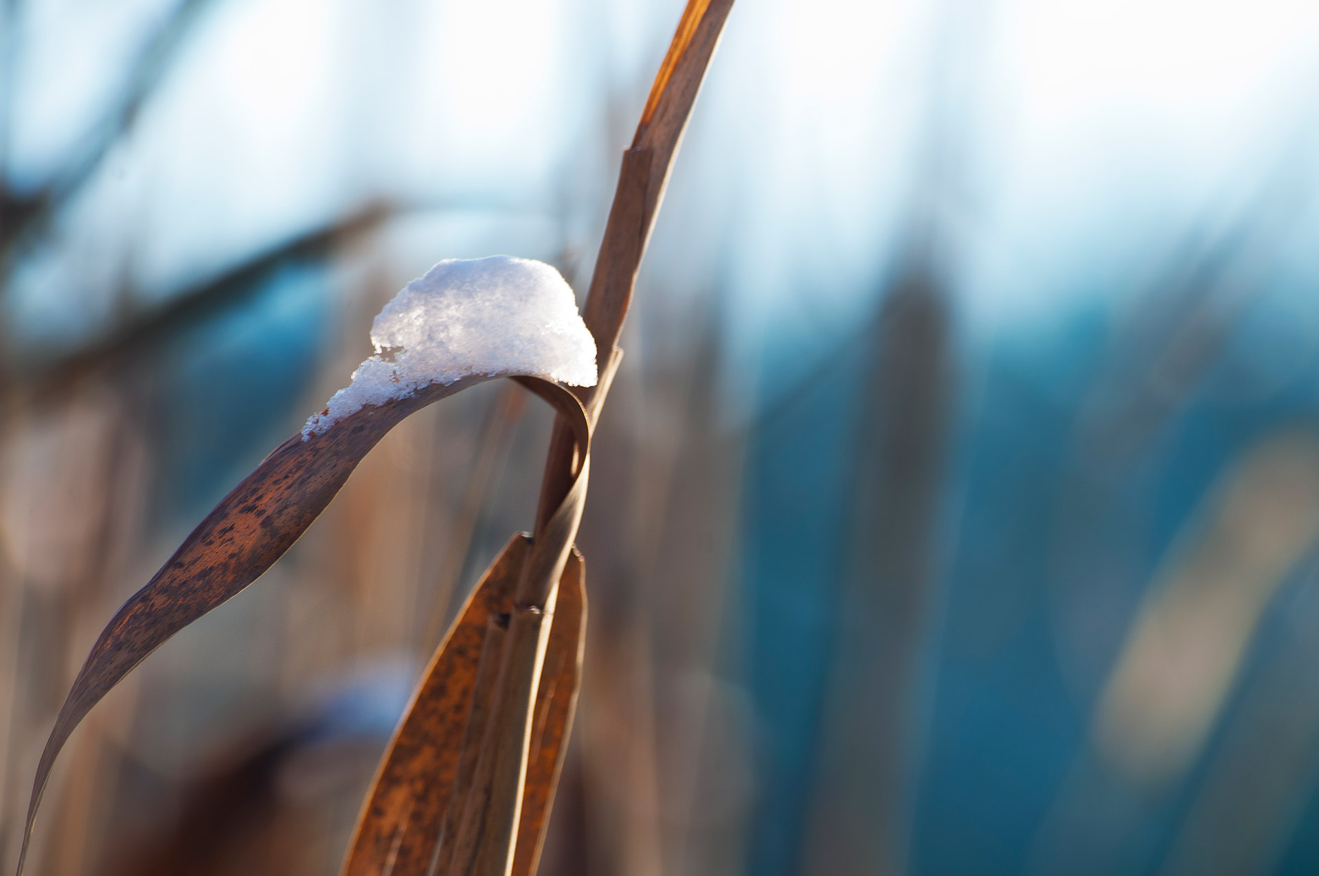 snow reed lake free photo