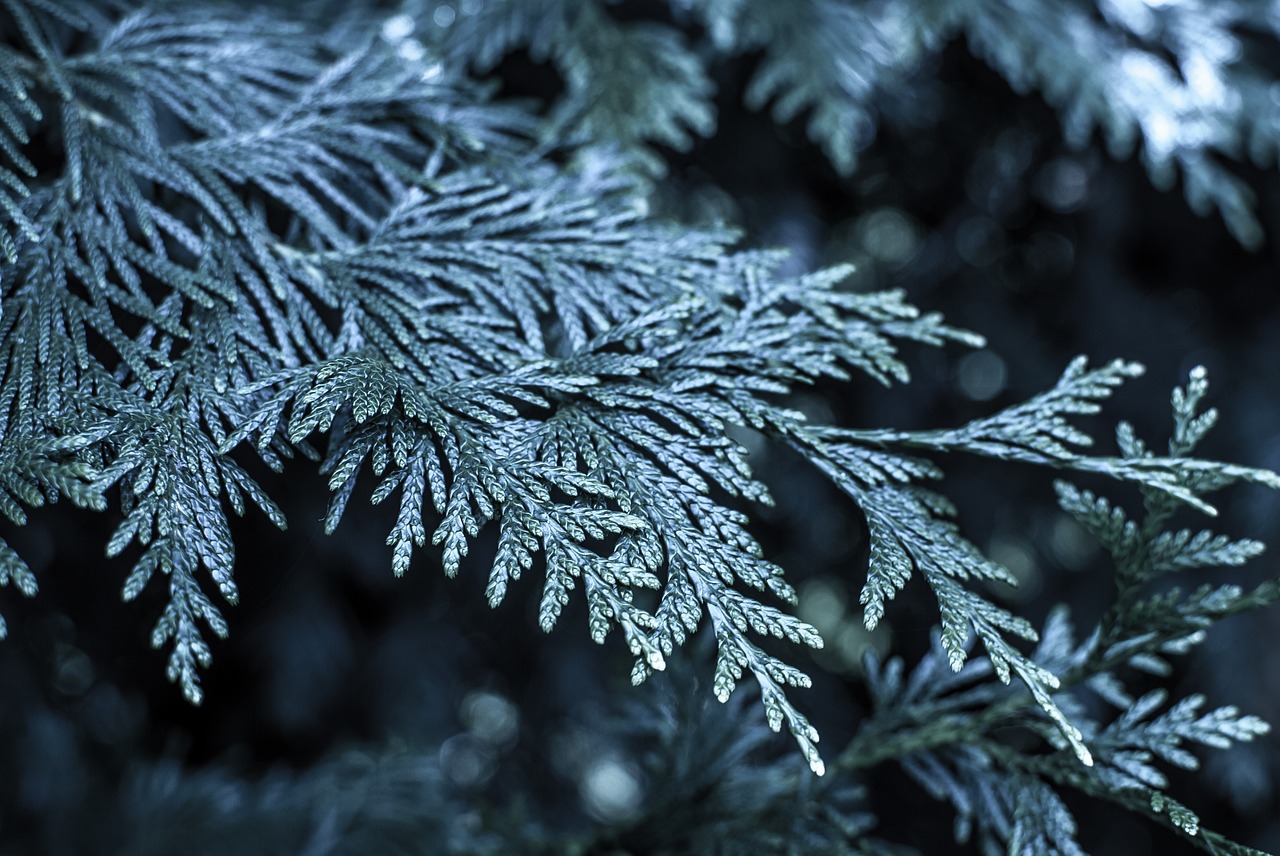 śnige christmas tree frost free photo