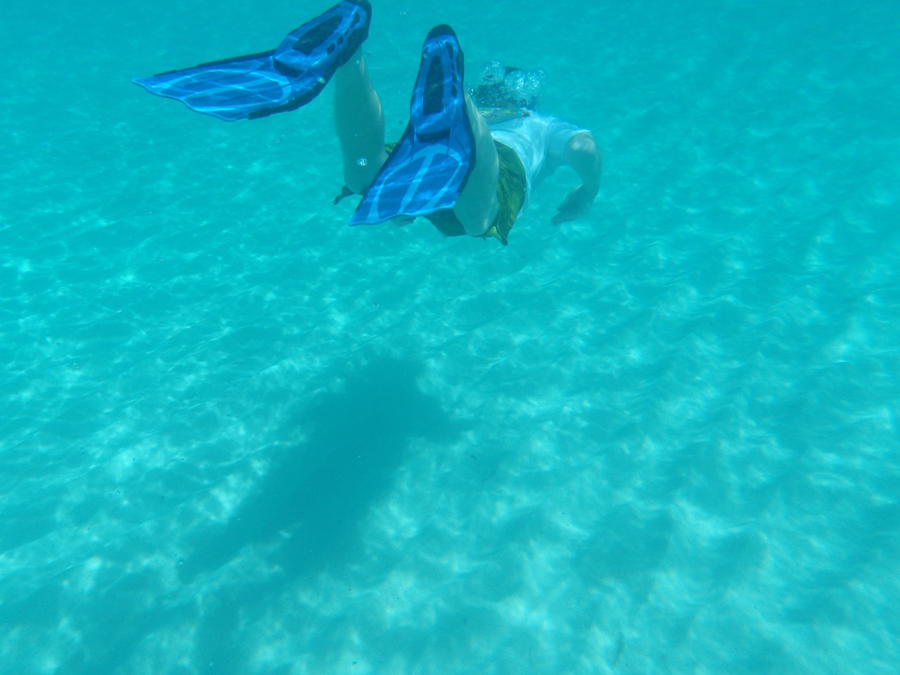 snorkel swim diver free photo