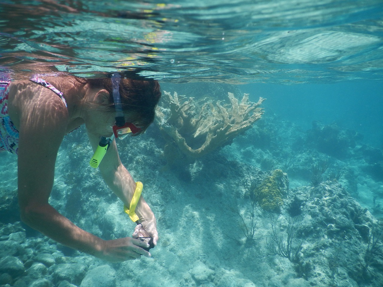 snorkel coral underwater free photo