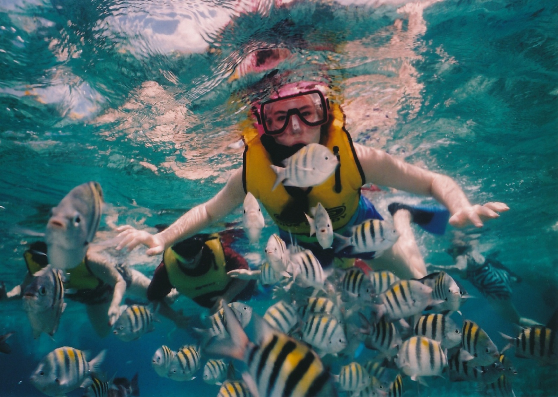 snorkeler swimming reef free photo