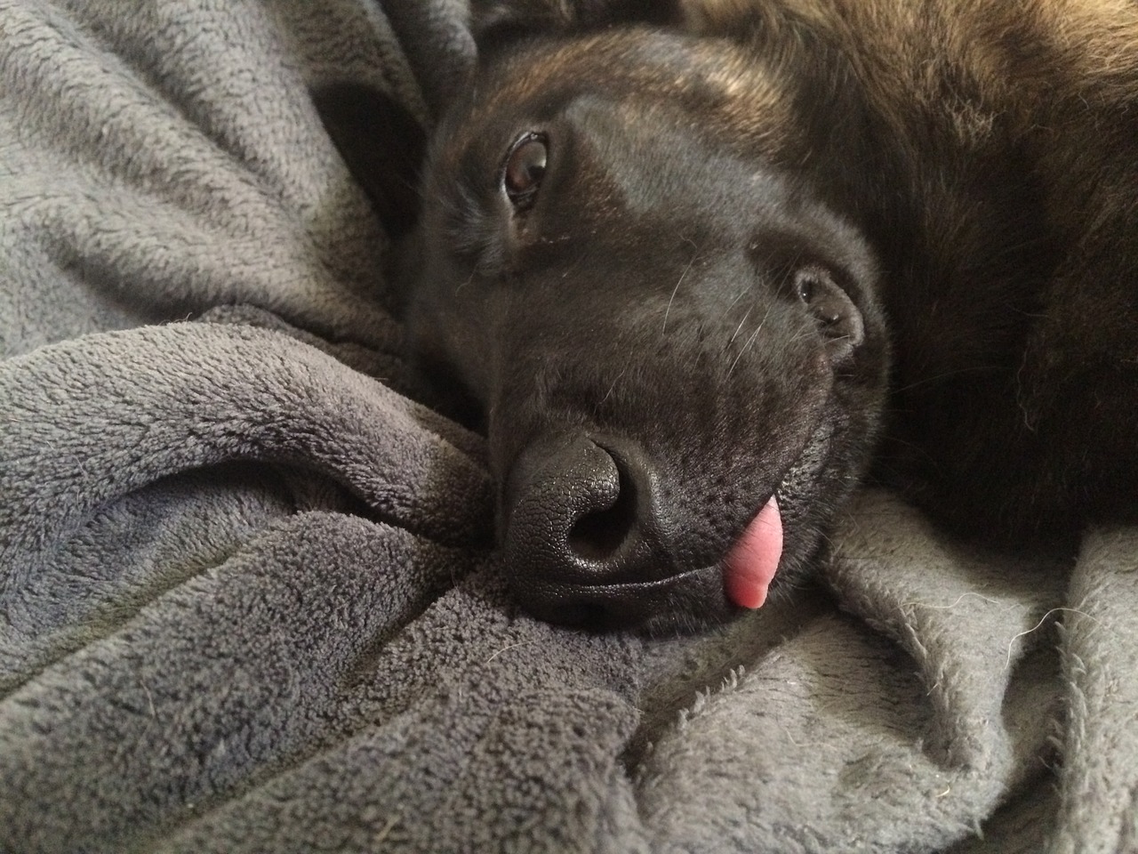 snout dog sleeps free photo