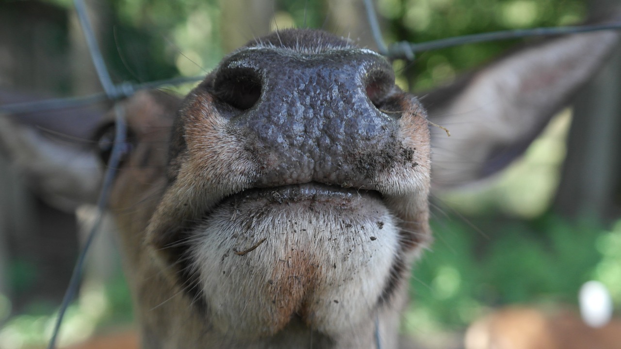 snout red deer nostrils free photo