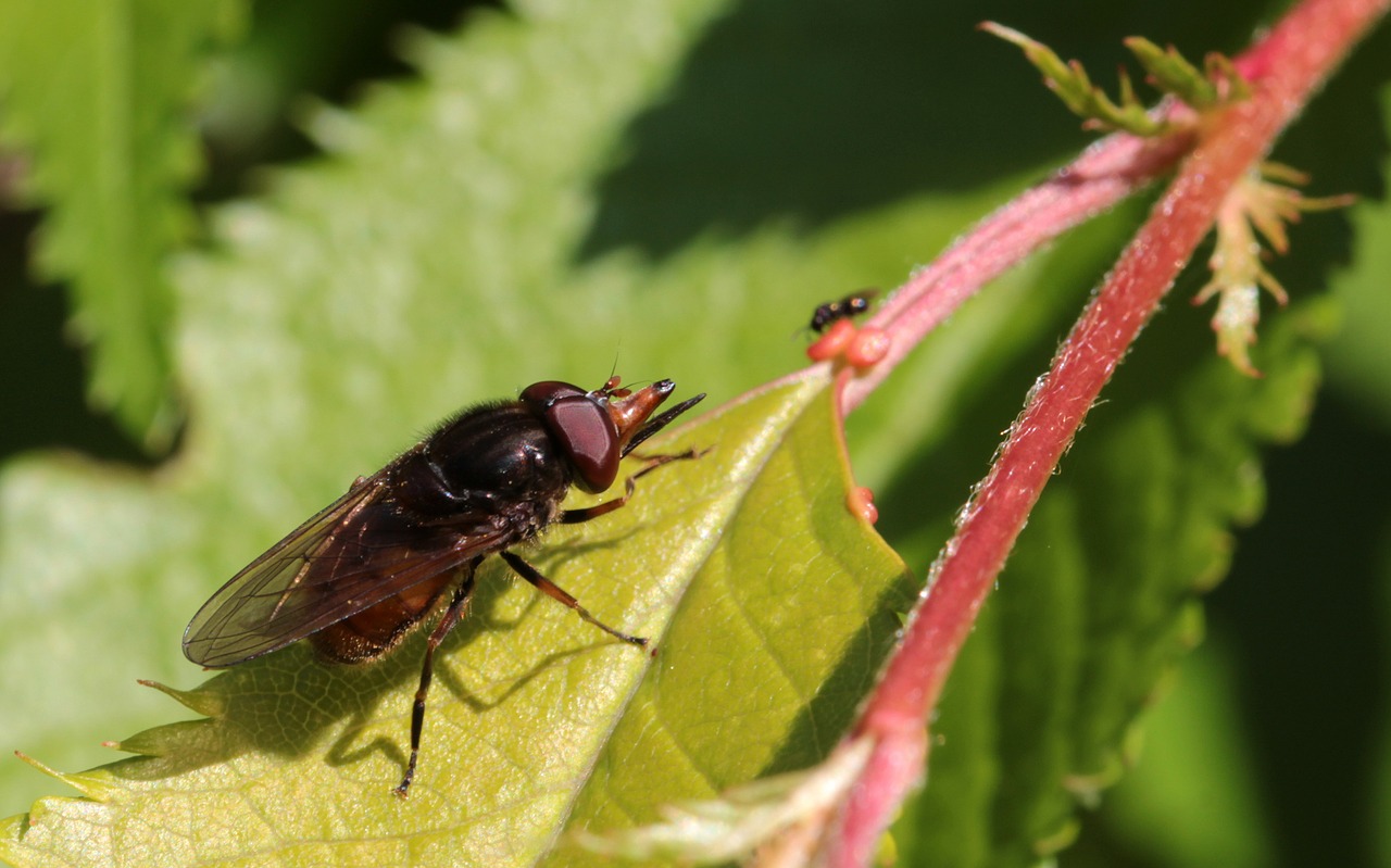 snouts-schwebfliege rhingia campestris insect free photo