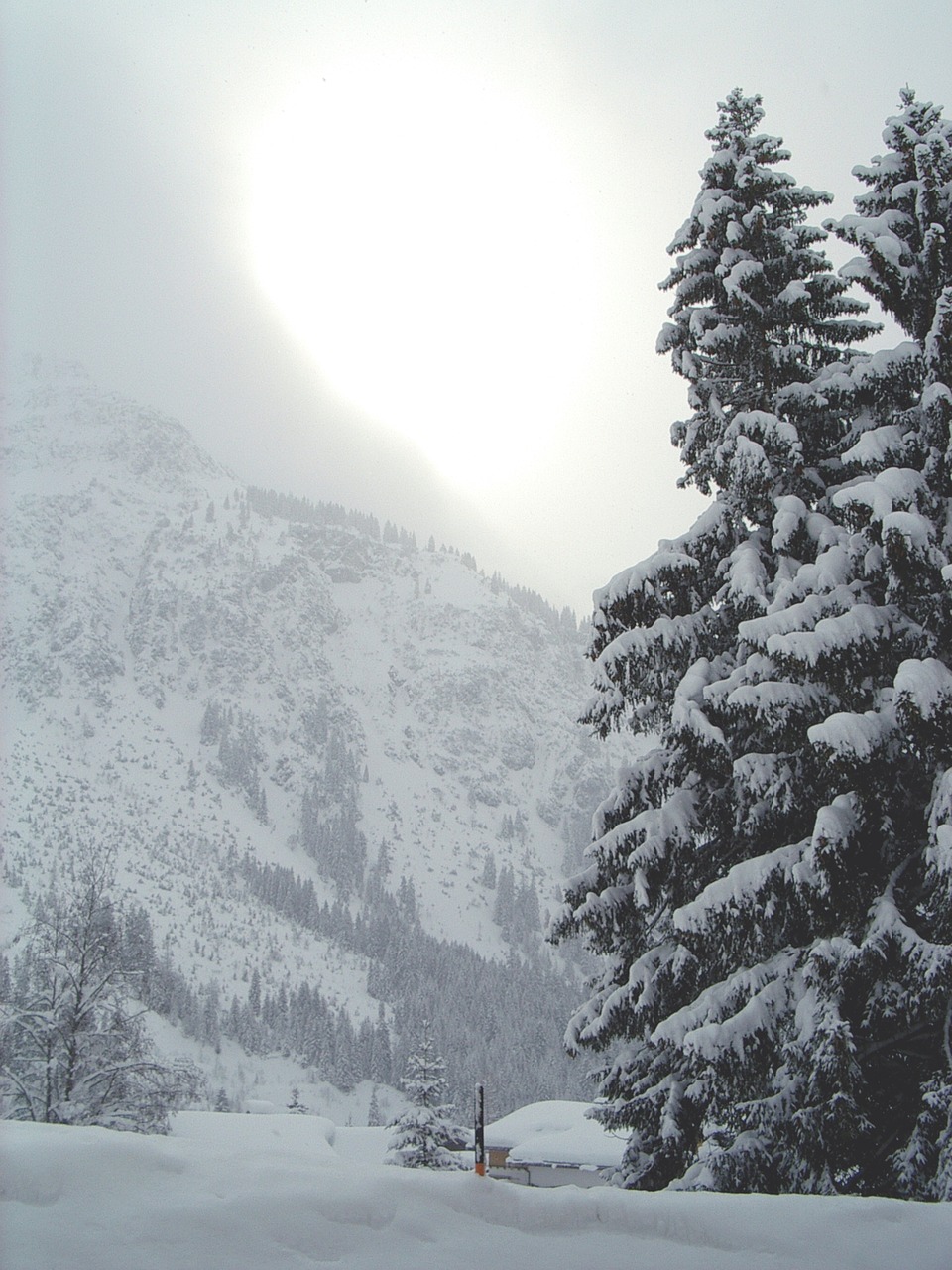 snow tree mountain free photo