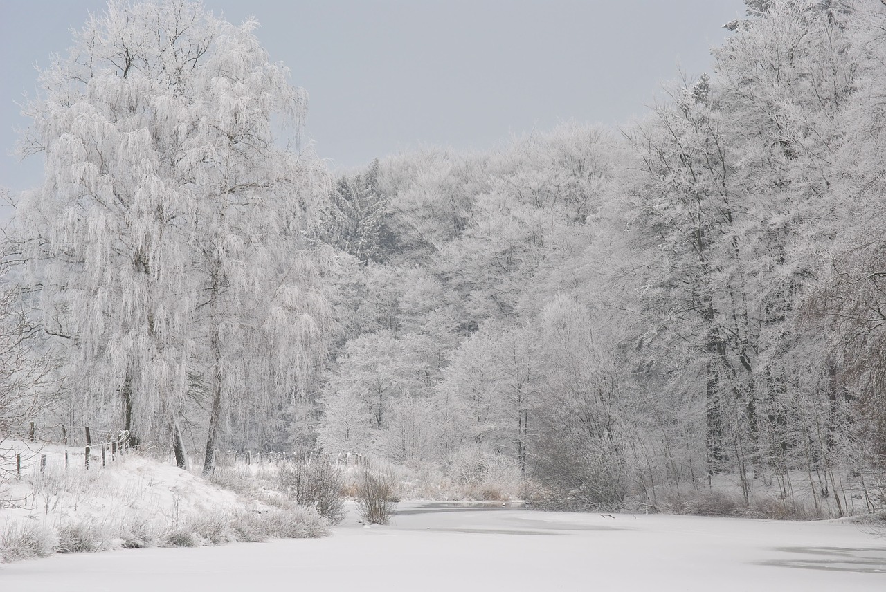 snow winter cold free photo