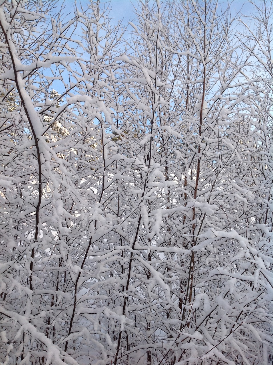 snow branches winter free photo