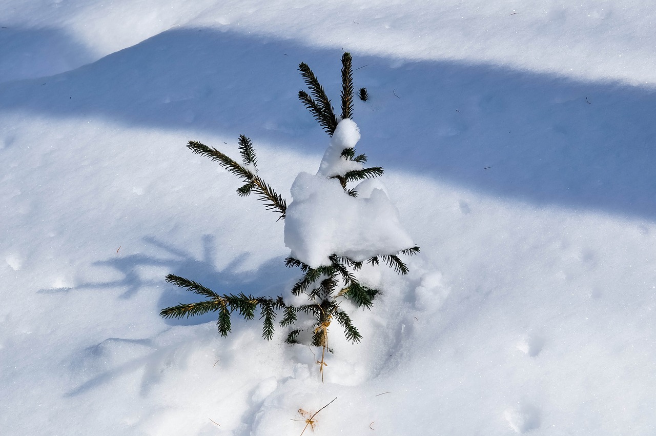 snow spruce tree free photo