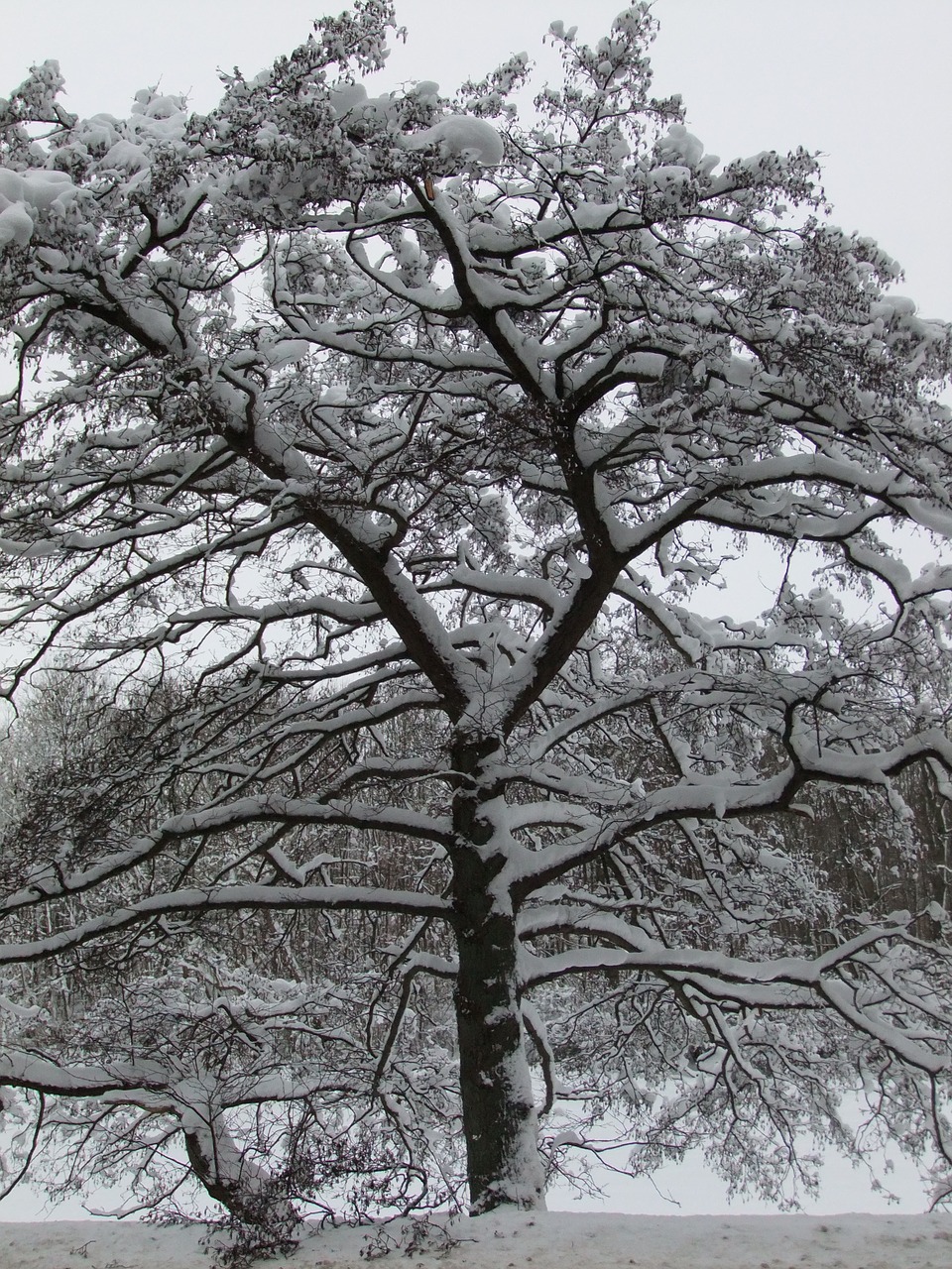 snow winter tree free photo