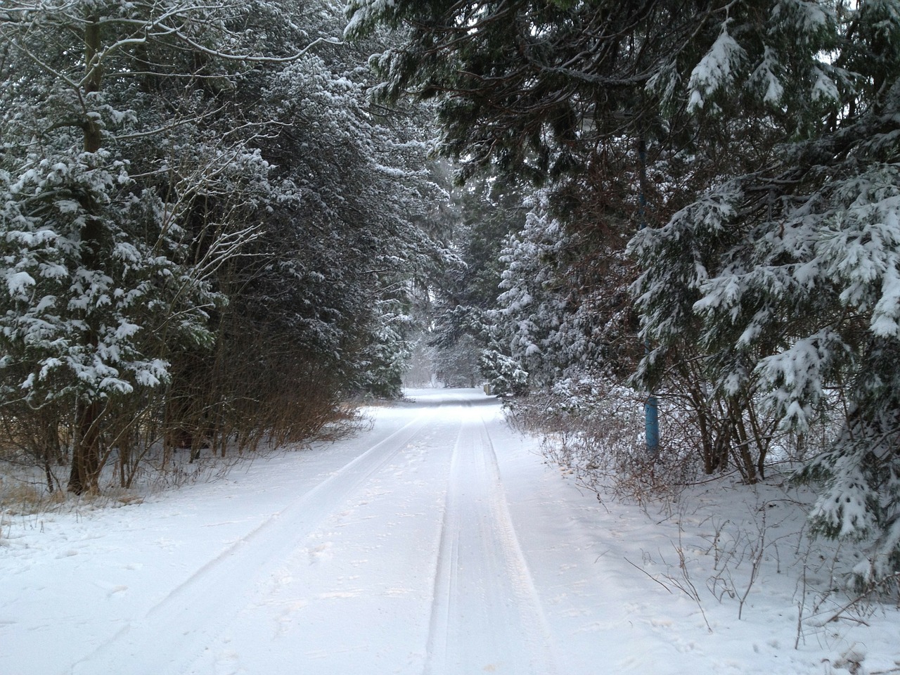 snow track trees free photo