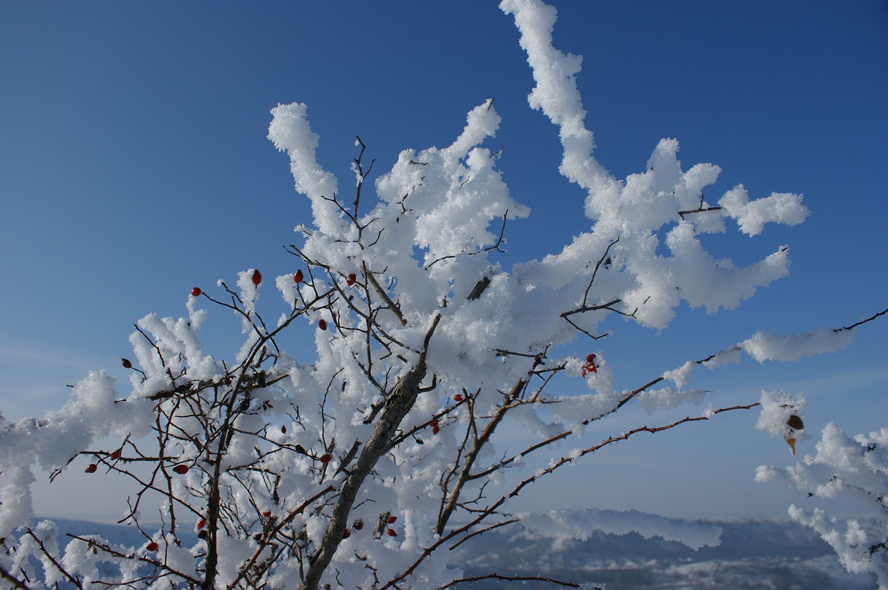 snow cold bush free photo