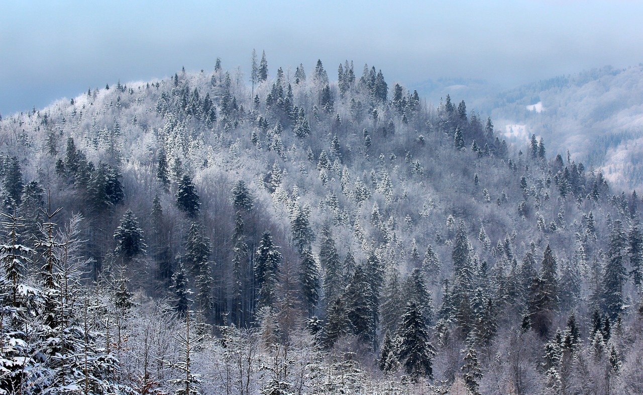 snow frost the sun free photo