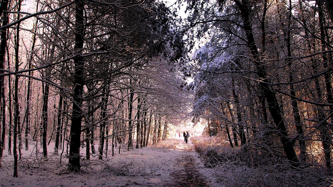 snow winter landscape forest free photo