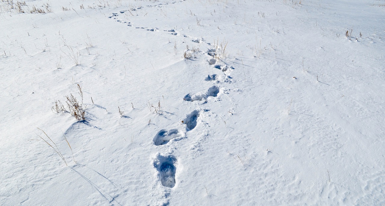 snow footprint cold free photo