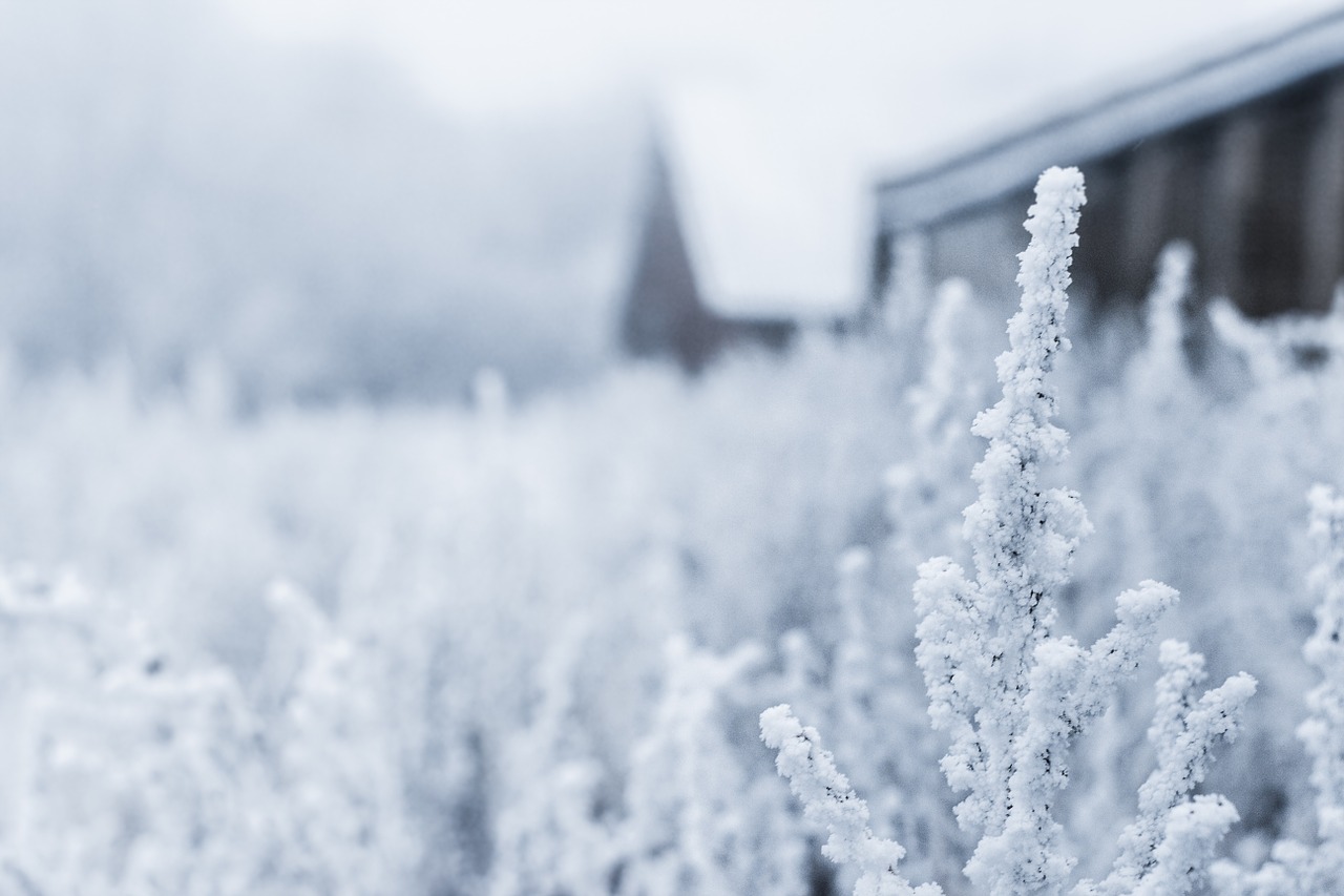 snow grass winter free photo