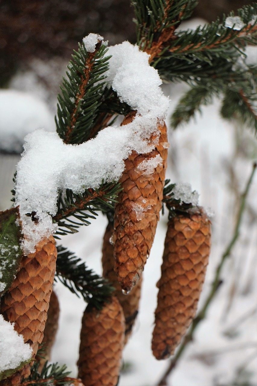 snow winter pine cones free photo