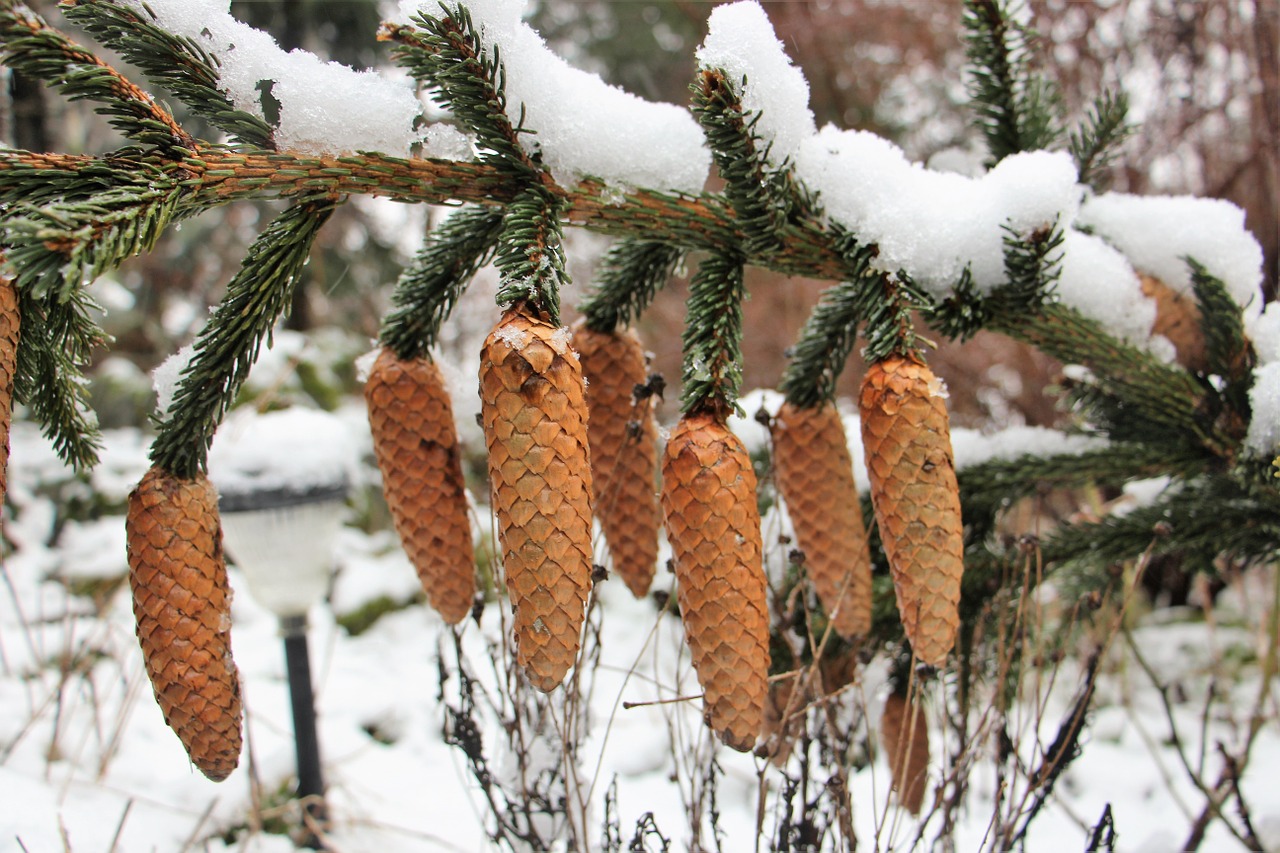 snow winter pine cones free photo