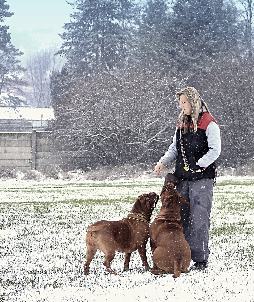 snow dog bordeaux free photo