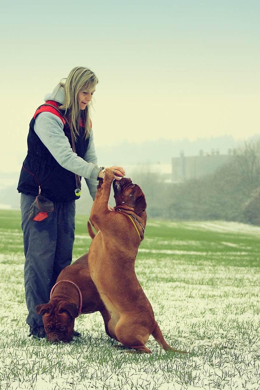 snow dog bordeaux free photo