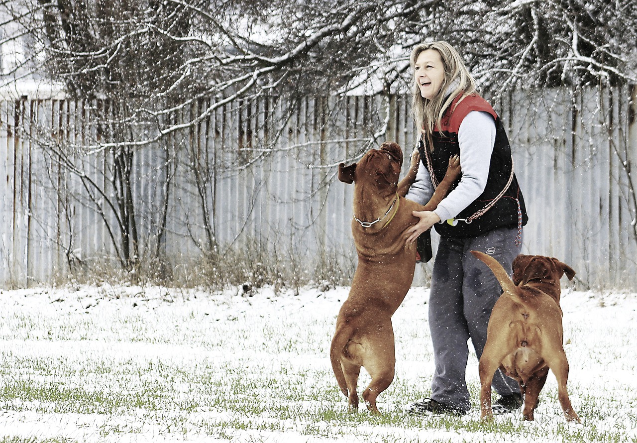 snow dog bordeaux free photo