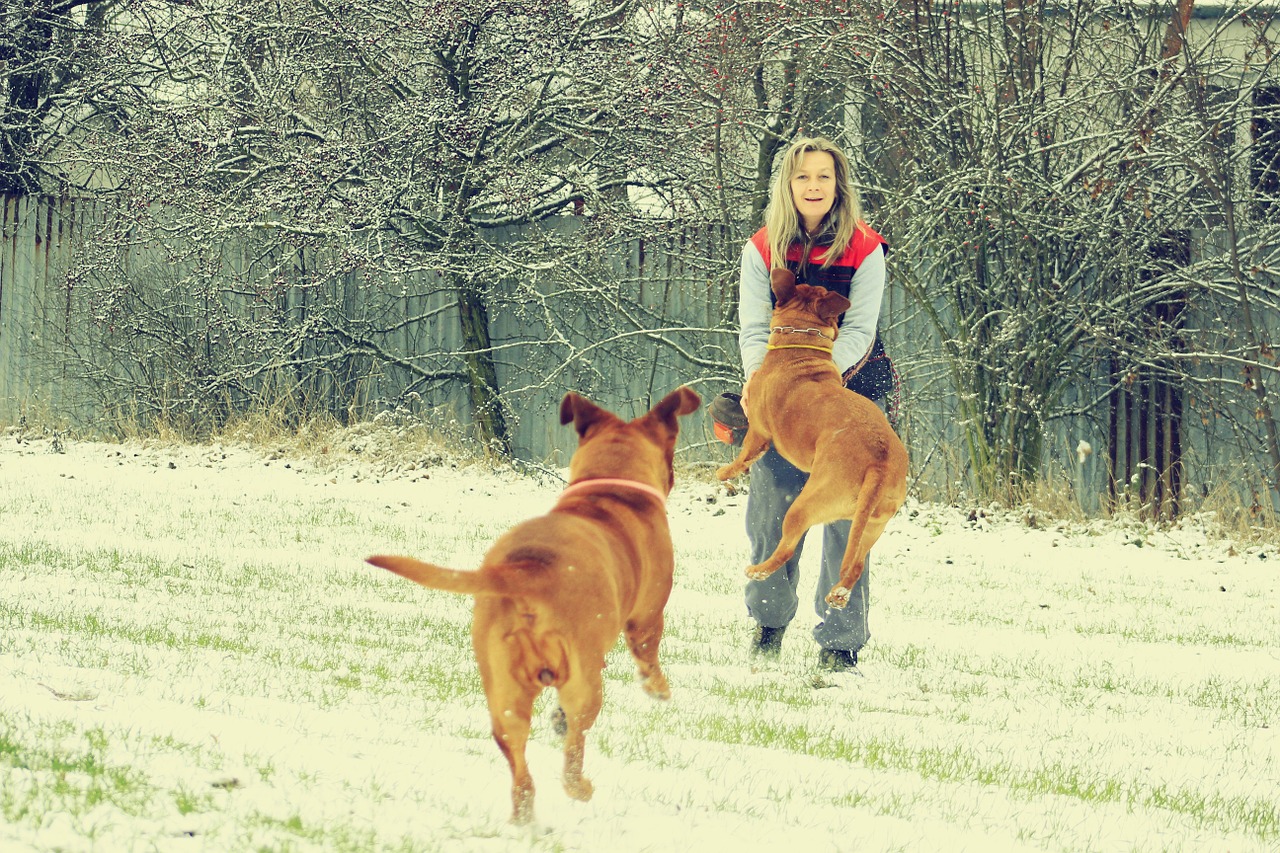 snow dog bordeaux free photo