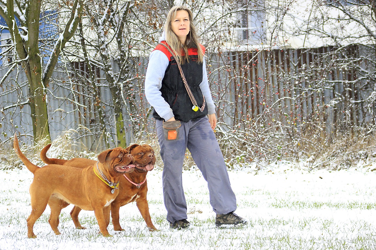 snow dog bordeaux free photo