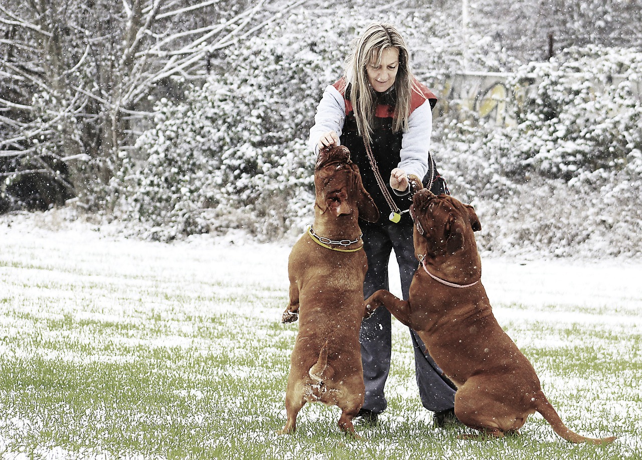 snow dog bordeaux free photo