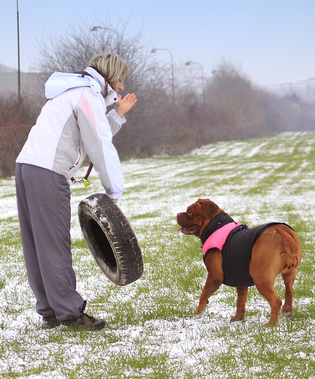 snow dog bordeaux free photo