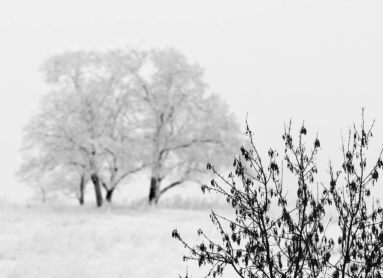 snow tree bush free photo