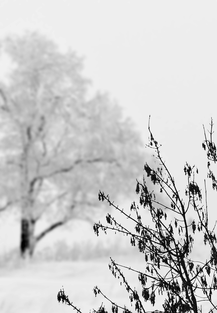 snow landscape winter free photo