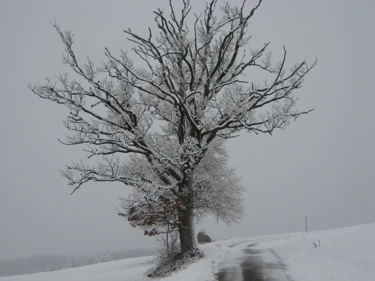 snow wintry tree free photo