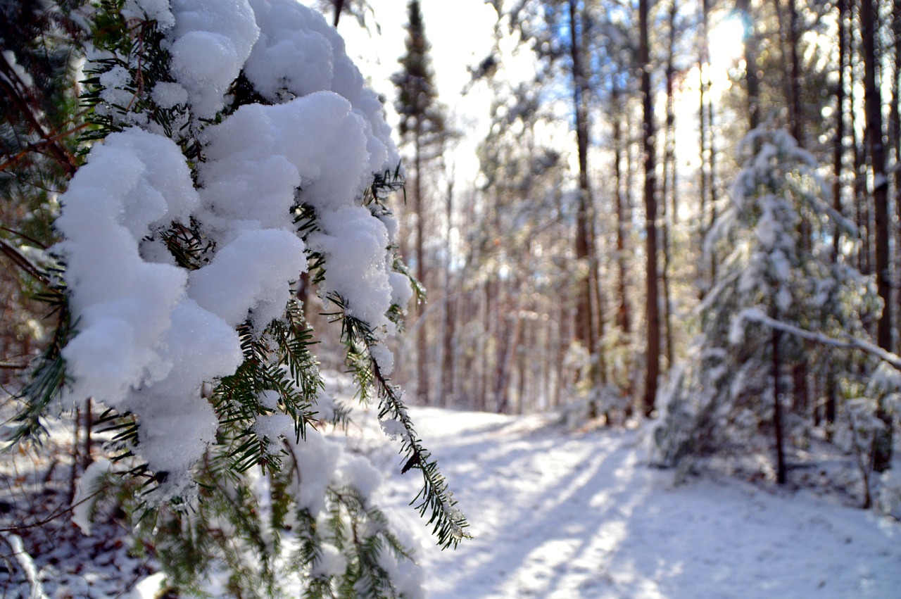 snow forest nature free photo