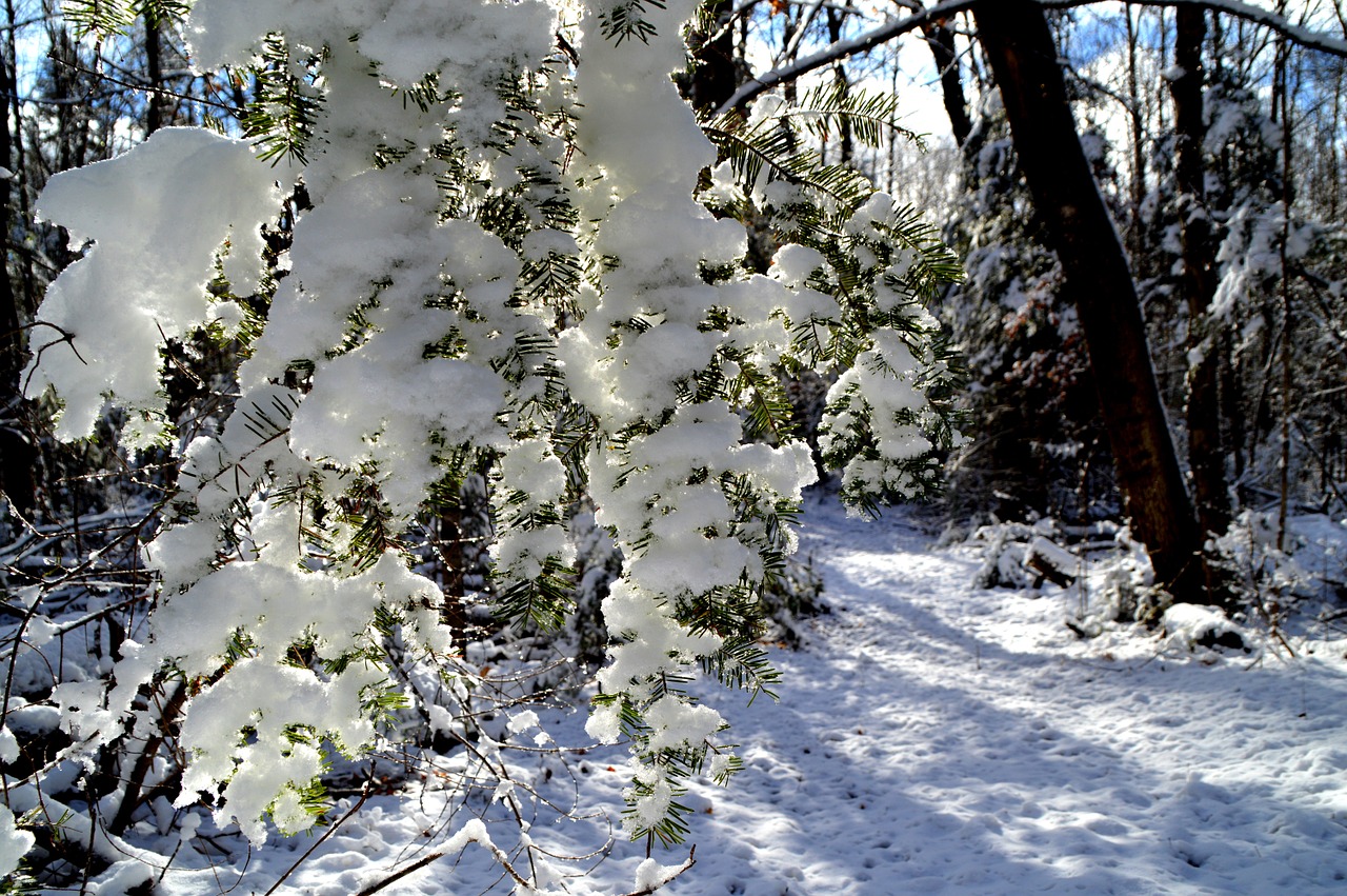 snow nature winter free photo