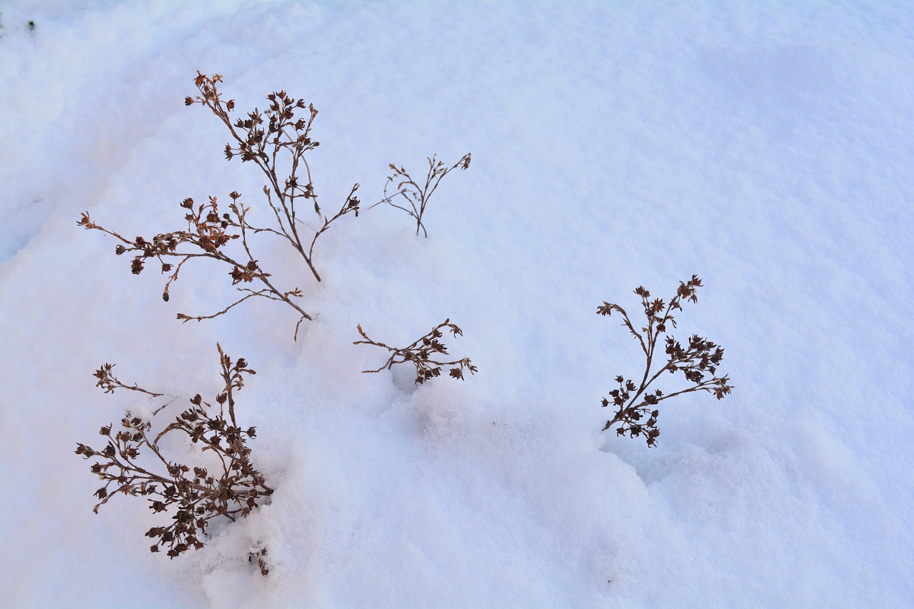 snow winter snowdrift free photo