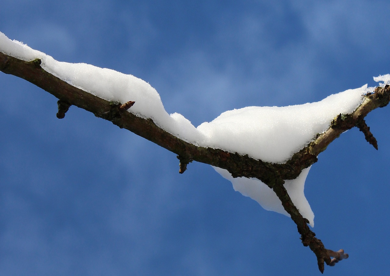 snow branch winter free photo