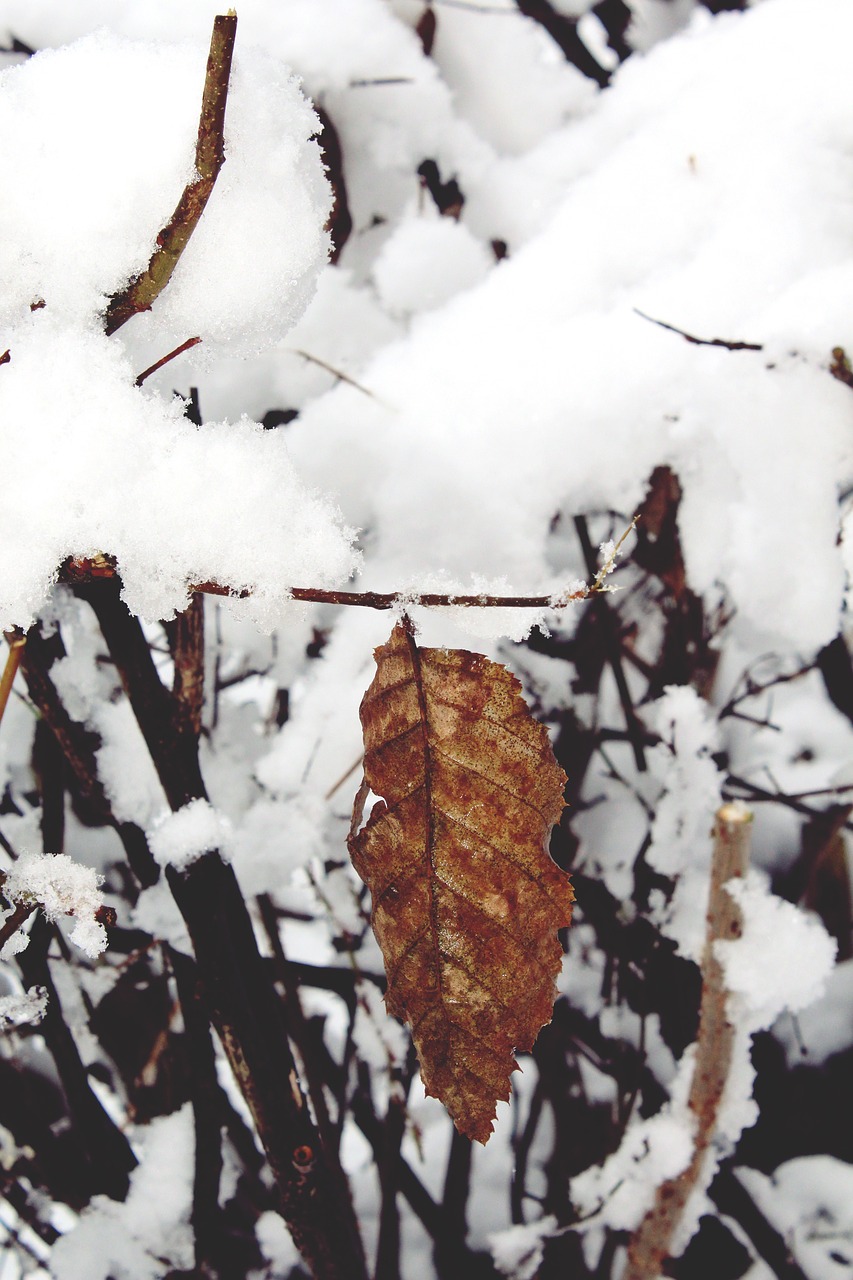 snow snowy covered free photo