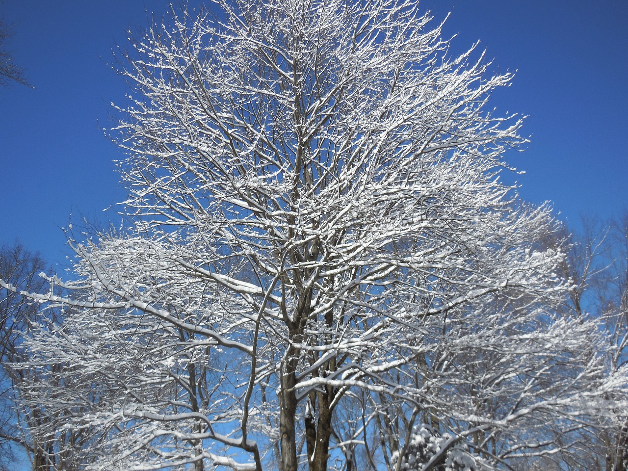 snow winter cold free photo