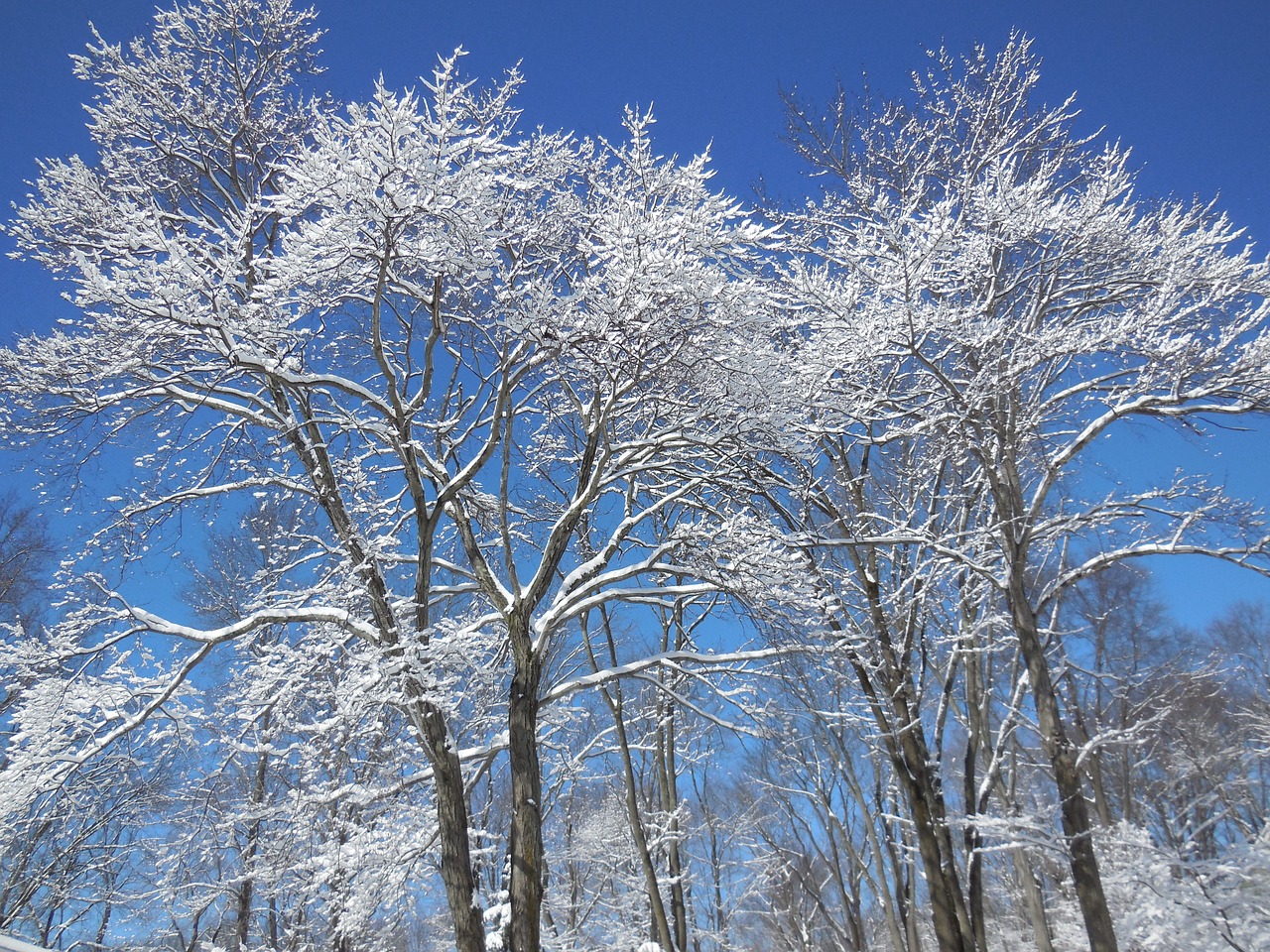 snow tree winter free photo