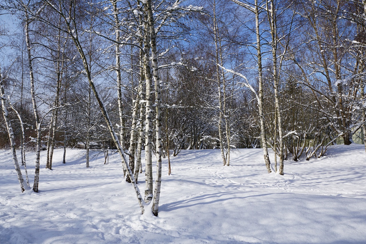 snow winter birch free photo