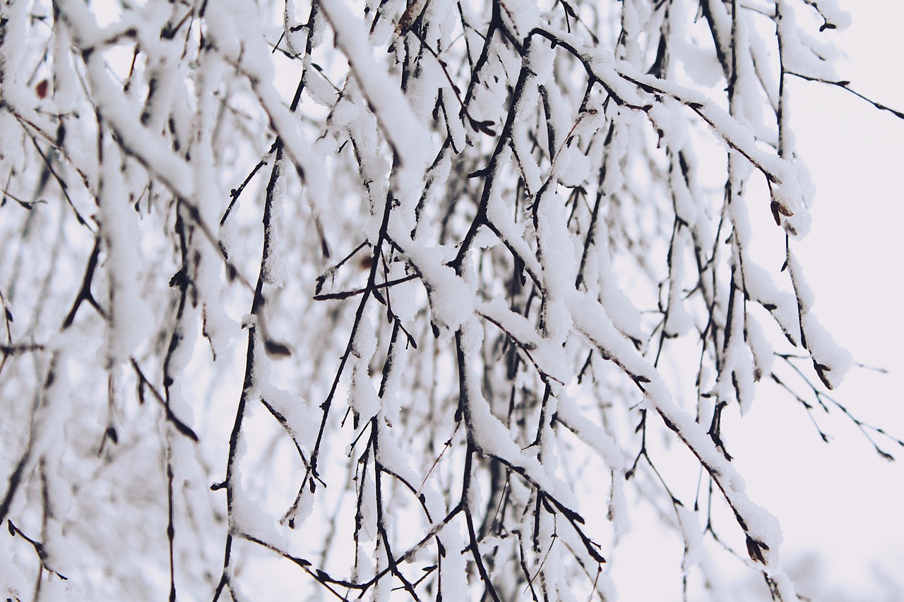 snow branches winter free photo