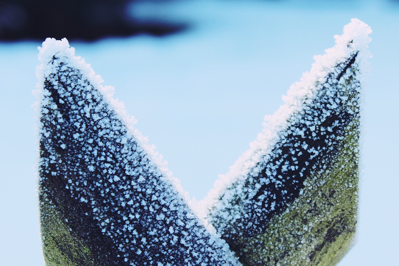 snow frost fence free photo