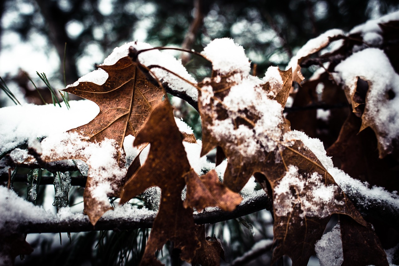 snow leaves winter free photo