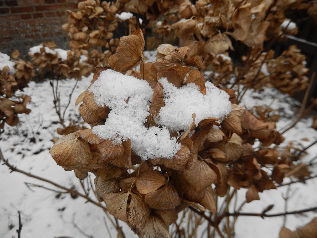 snow hydrangea winter free photo