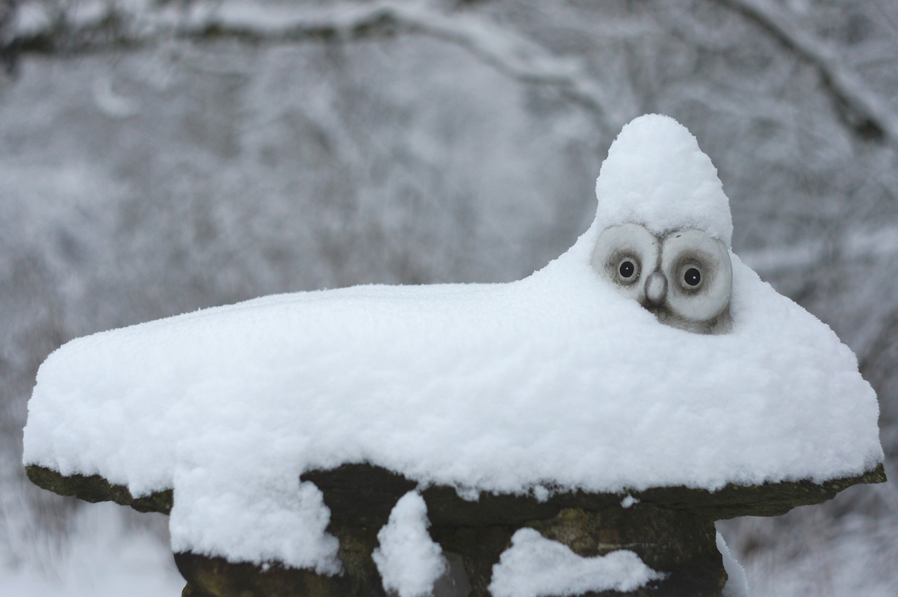 snow owl winter free photo