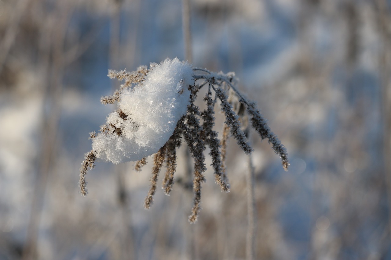 snow ice winter free photo