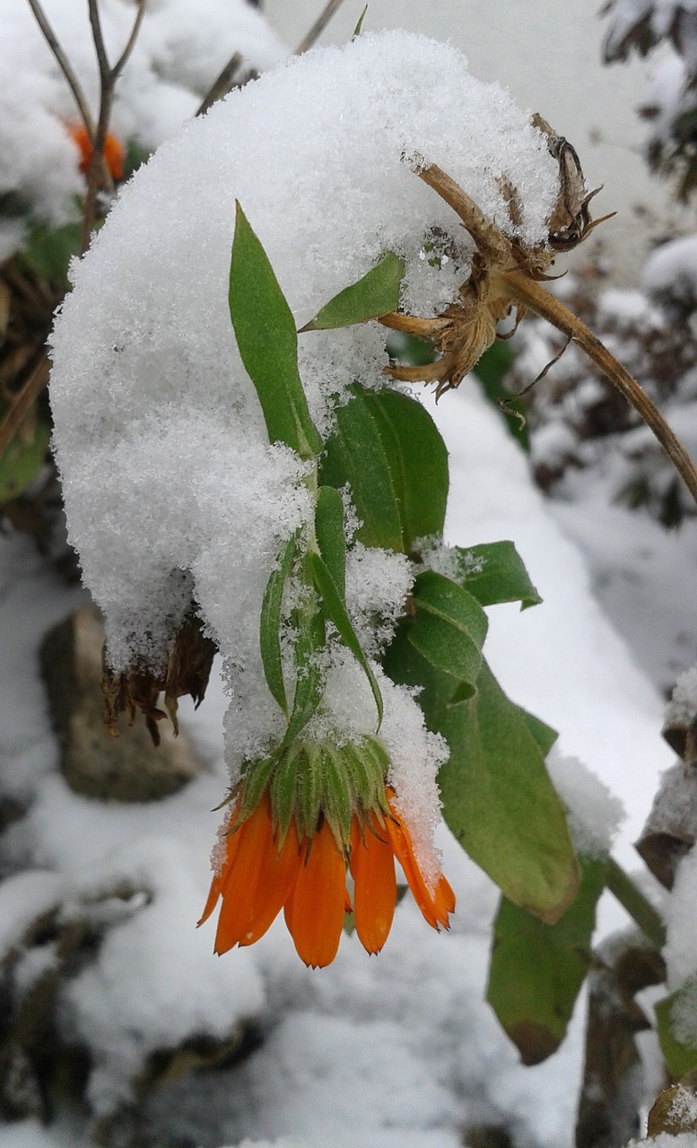 snow winter snowy free photo